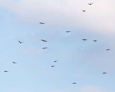 Gökyüzünde uçan bir martı sürüsü