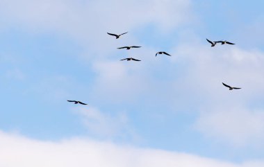 Gökyüzünde uçan bir martı sürüsü