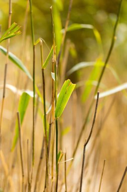 bulrush sonbahar doğa arka plan olarak