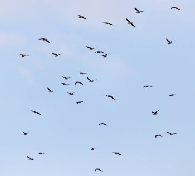 Gökyüzünde uçan bir martı sürüsü