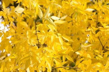 Sonbaharda ağaçta sarı yapraklar