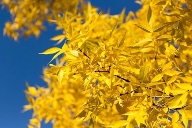 Sarı yapraklar sonbaharda ağaçlar mavi gökyüzü