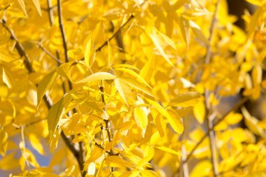 Sonbaharda ağaçta sarı yapraklar