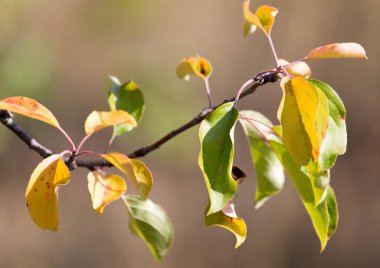 sonbaharda bir ağacın renkli yaprakları