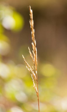 niteliğine sonbaharda kuru ot