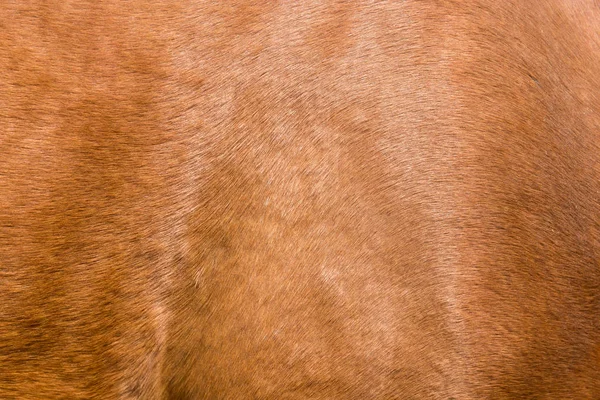 Background fur horse — Stock Photo, Image