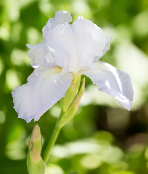 Iris blomma på naturen — Stockfoto