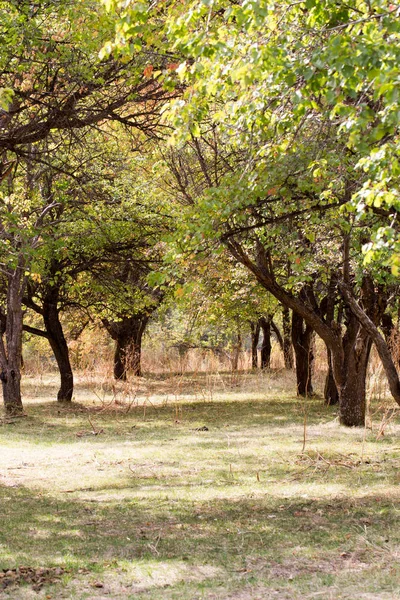 Tronc d'arbre dans un parc sur la nature — Photo