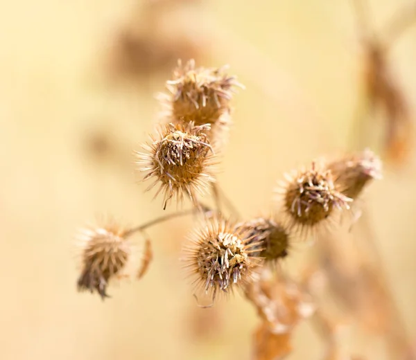 Suchých pichlavých rostlin v přírodě — Stock fotografie