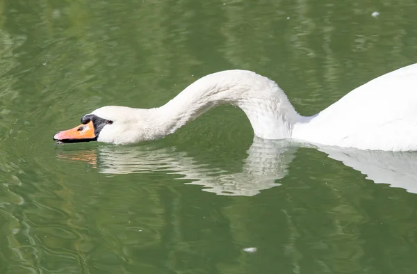 Swan on the lake in the nature — Stock Photo, Image