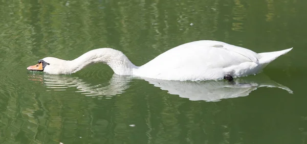 Labutí jezero v přírodě — Stock fotografie