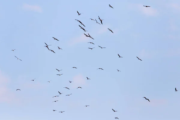 Um bando de gaivotas voando no céu — Fotografia de Stock