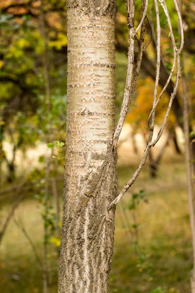 自然公園にある木の幹は — ストック写真