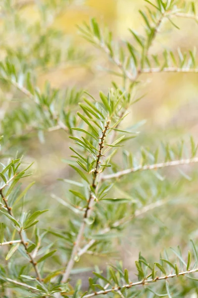 Hojas pequeñas en las plantas arbustivas en la naturaleza —  Fotos de Stock