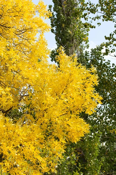 Hojas amarillas en el árbol en otoño — Foto de Stock