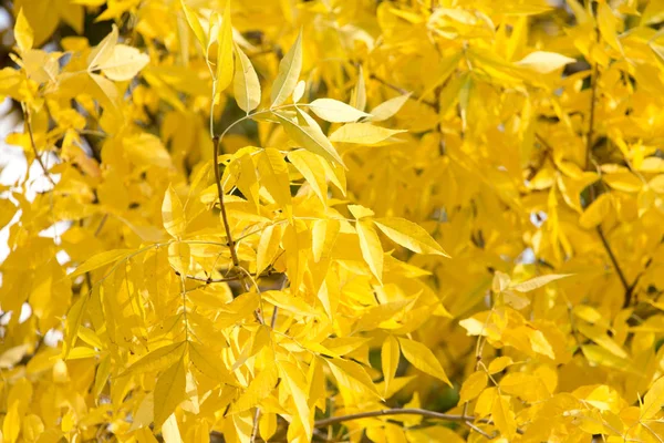 Sonbaharda ağaçta sarı yapraklar