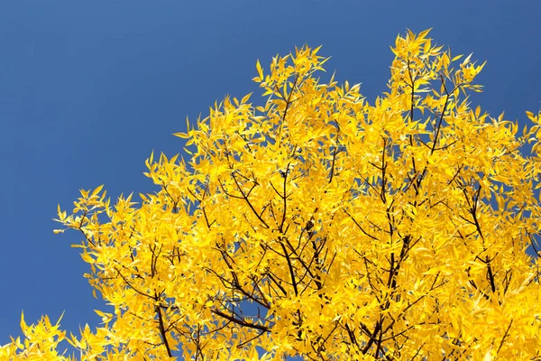 Желтые листья на осенних деревьях против голубого неба — стоковое фото