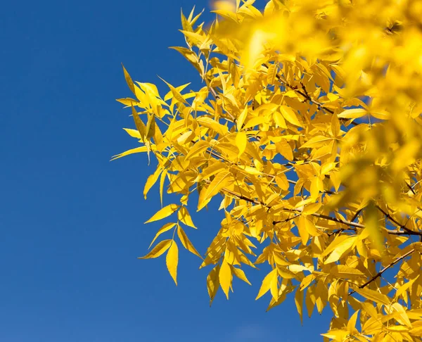 Желтые листья на осенних деревьях против голубого неба — стоковое фото