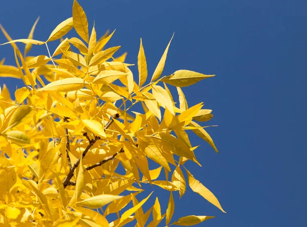 Hojas amarillas en árboles de otoño contra el cielo azul — Foto de Stock