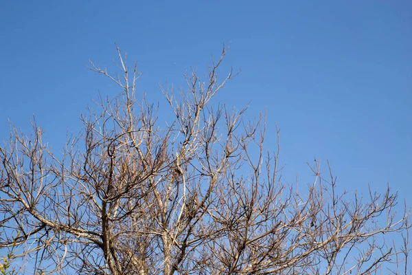 Ramos de árvores nuas contra o céu — Fotografia de Stock