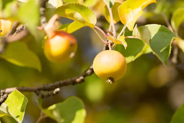 Ripe apples on the tree in nature — Stock Photo, Image