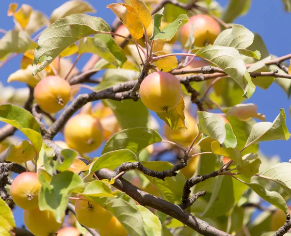 Manzanas maduras en el árbol en la naturaleza — Foto de Stock