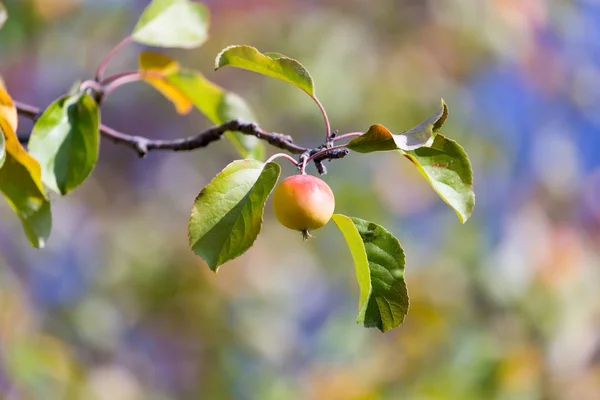 Mogna äpplen på trädet i naturen — Stockfoto