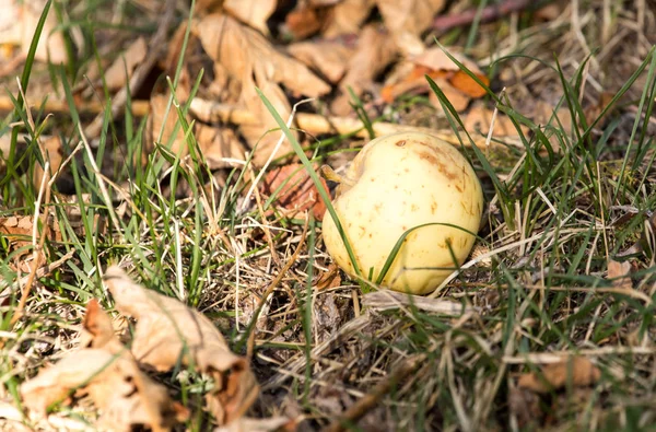 Apple lying on the ground in nature — Stock Photo, Image