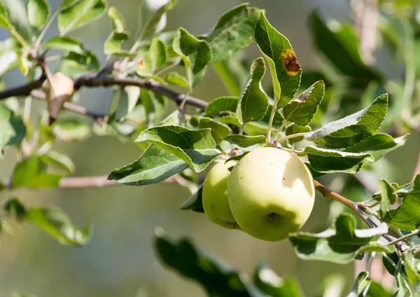 Rijpe appels op de boom in de natuur — Stockfoto