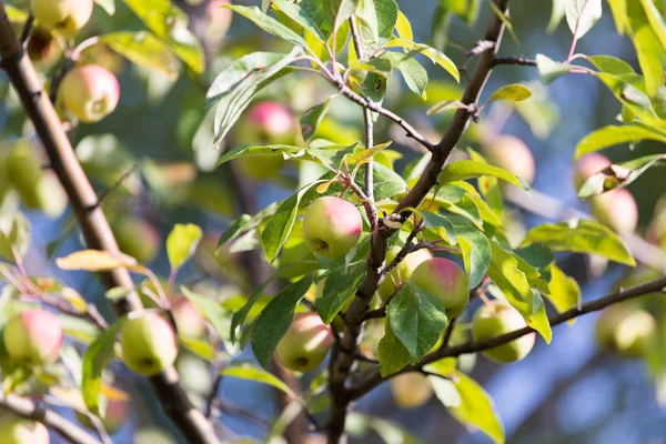 Ripe apples on the tree in nature — Stock Photo, Image