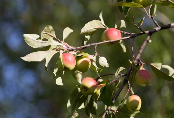 Ripe apples on the tree in nature — Stock Photo, Image