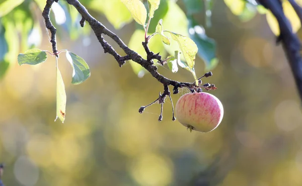 Спелые яблоки на дереве в природе — стоковое фото