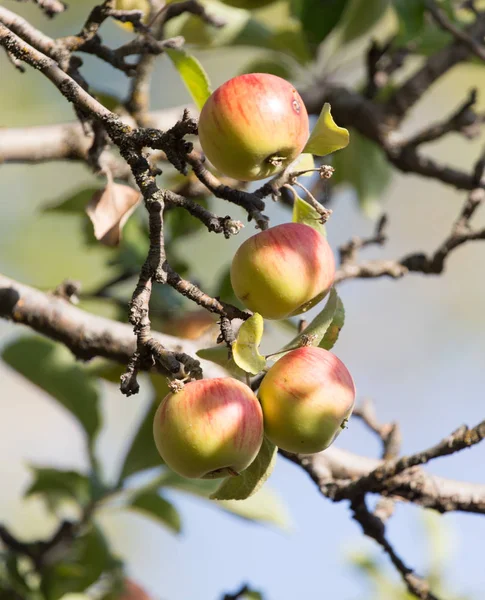 Спелые яблоки на дереве в природе — стоковое фото