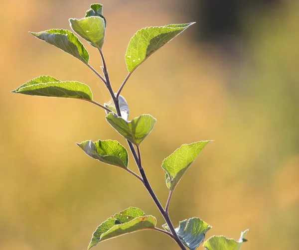 Zielone liście na drzewie w przyrodzie — Zdjęcie stockowe
