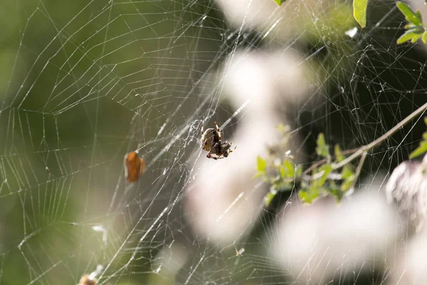 doğada bir web örümcek