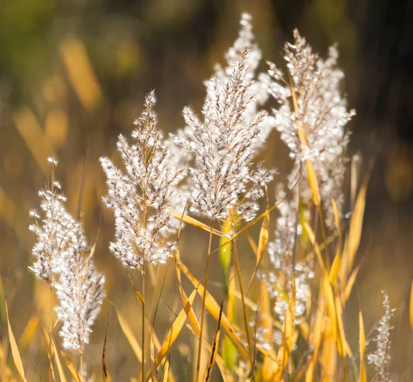 Bulrush otoño naturaleza como fondo —  Fotos de Stock