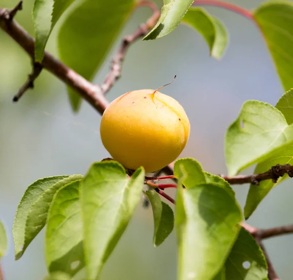 Abrikozen op de boom in de natuur — Stockfoto