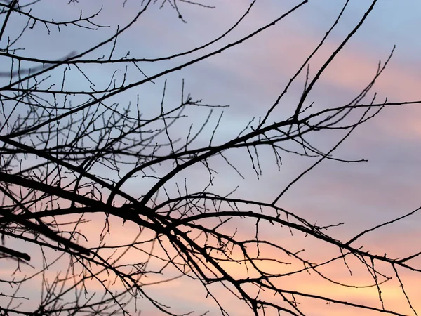 Kale takken van een boom bij zonsondergang — Stockfoto