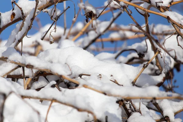 Gren av ett träd i snön på vintern — Stockfoto