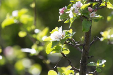 Doğadaki elma ağacında güzel çiçekler