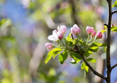 Doğadaki elma ağacında güzel çiçekler