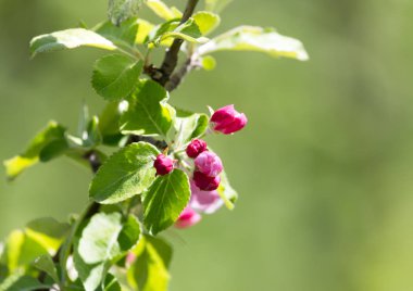 Doğadaki elma ağacında güzel çiçekler