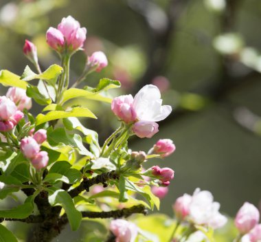 Doğadaki elma ağacında güzel çiçekler