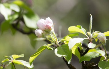 Doğadaki elma ağacında güzel çiçekler