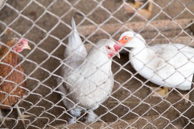 Çiftlikteki çitin yanında tavuk