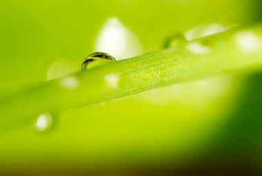 Taze yeşil filizlere su damlıyor. Süper Makro