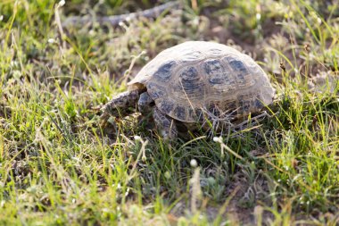 doğada turtle