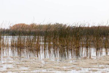 sazlık gündoğumu gölde üzerinde