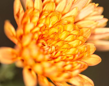 güzel bir çiçek. yakın çekim