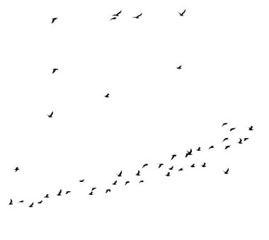 Beyaz arka planda kuş sürüsü